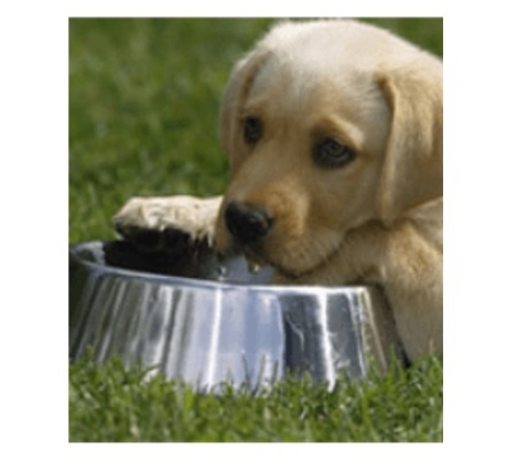 Dog fussy