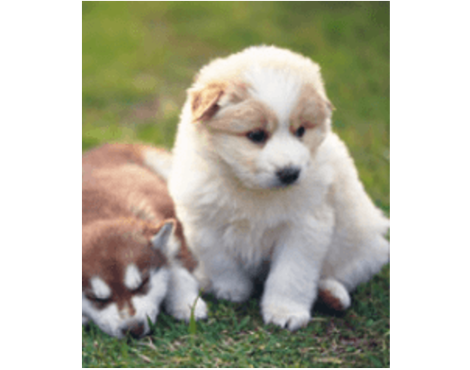 puppy image