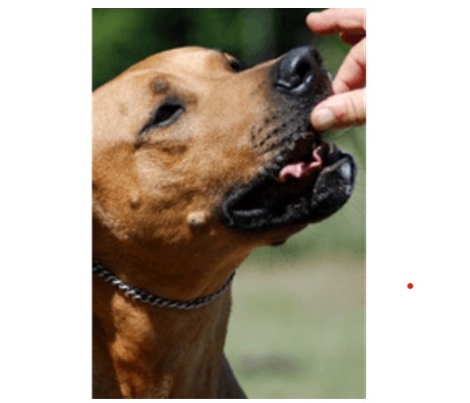 dog img